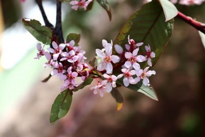 Prunus padus 'Colorata' - střemcha obecná - květenství (3)